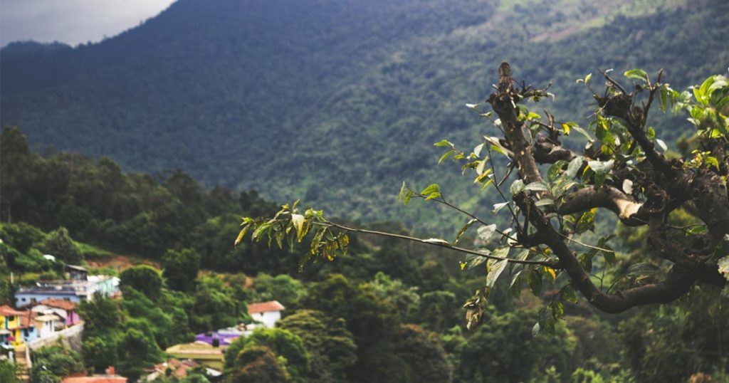 Rama de árbol con la ciudad en el fondo