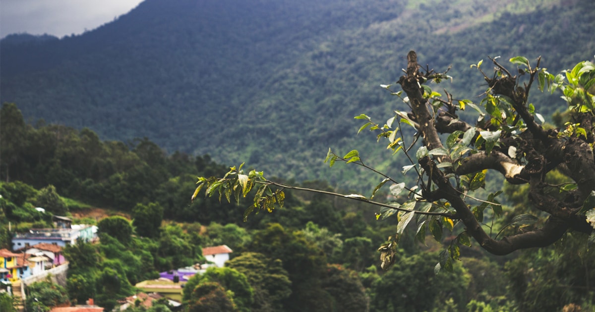 Rama de árbol con la ciudad en el fondo